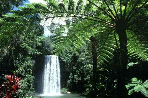 Falls and Ferns