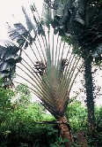 Fan Palm