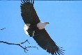 Fish Eagle