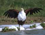 Fish Eagle 1