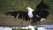 Fish Eagle 2