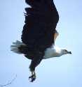 Fish Eagle Flying