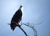 Fish Eagle in tree
