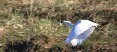 Flying Egret