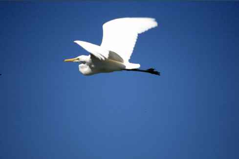 Flying Heron