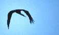 Flying Egret, Shivpuri