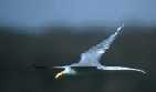Flying Plover, Shivpuri