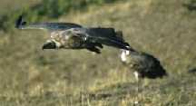 Flying Vulture