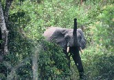 Forest Elephant