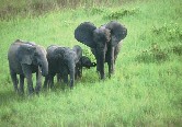 Forest Elephants