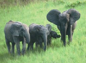 Gabon 2002