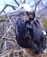 Frigatebird