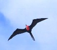 Frigatebird