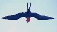 Frigatebird