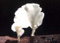 Fungus