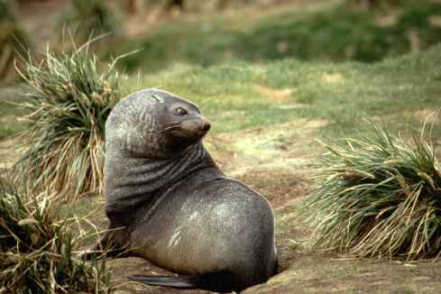 Fur Seal In Tussock