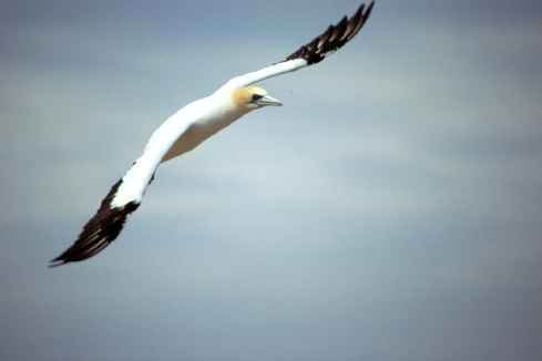 Gannet Flying