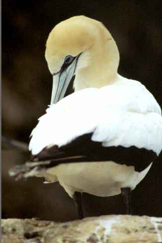 Gannet Preening