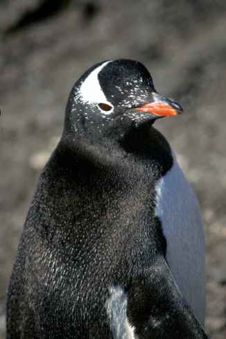 Gentoo CloseTo