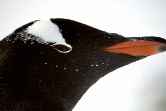 Gentoo Closeup