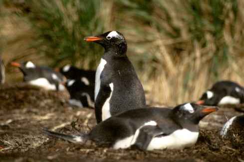 Gentoo Colony