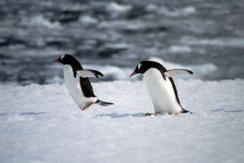 Gentoo Hopping