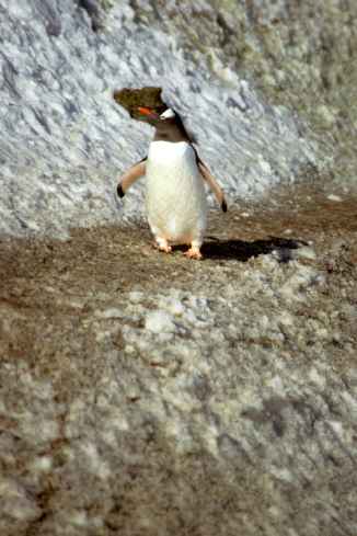 Gentoo On Cliff