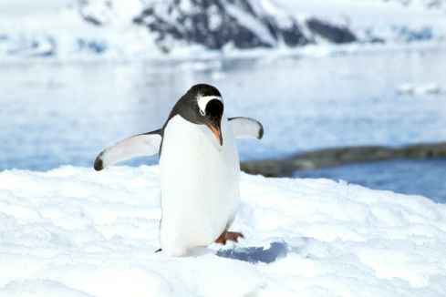 Gentoo Playing