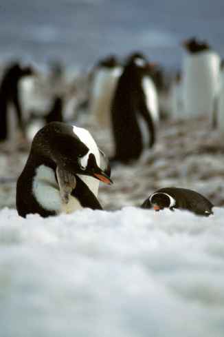 Gentoo Scratching