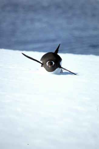 Gentoo Surfing