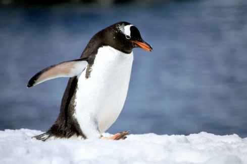 Gentoo Wadling