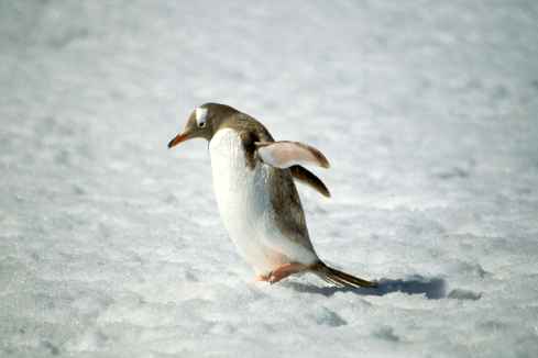 Gentoo Walking