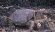 Lonesome George