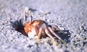 Ghost Crab