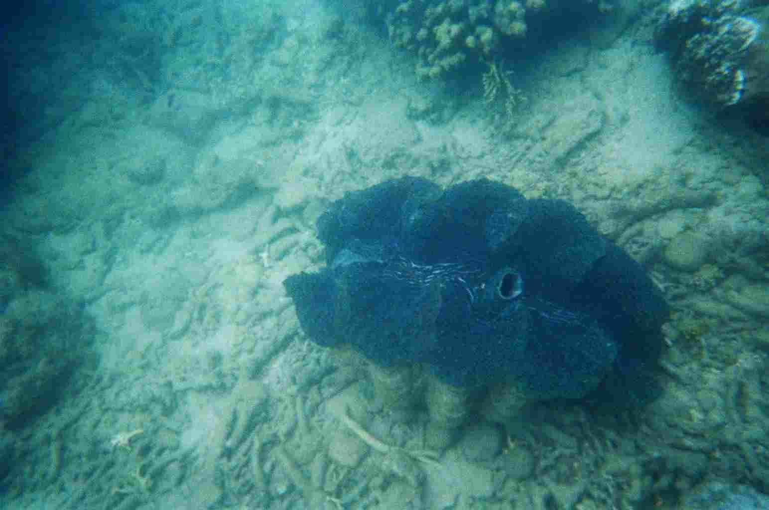 Giant Clam