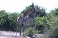 Giraffe Fighting