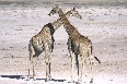 Giraffes