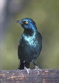 Glossy Starling