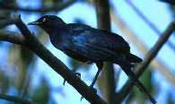 Glossy Starling
