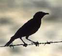 Glossy Starling Silouette