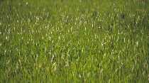 Grass