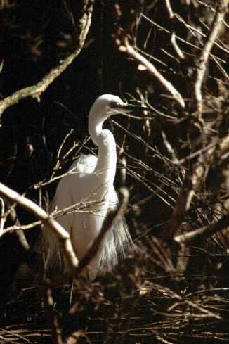 Great Egret Nesting