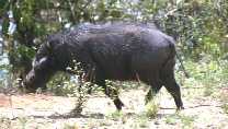 Great Forest Hog