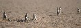 Ground Squirrels