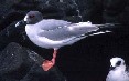 Gull