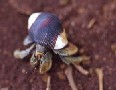 Hermit Crab