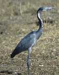 Heron