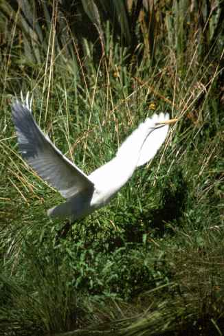 Heron Flying