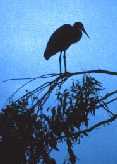 Heron Silouette