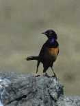 Hildebrandts Starling